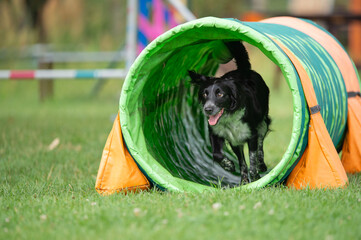 A Spanish working mix dog runs through a colorful agility tunnel during training. The image...