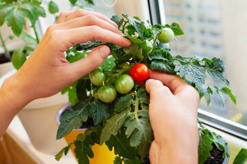Hands picking ripe tomato from a home garden on a sunny window sill