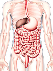 Detailed depiction of the human colon and large intestine anatomy illustration