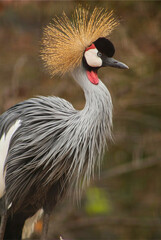 Grey Crowned Crane in Profile