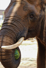 African Elephant Close-Up with Tusks