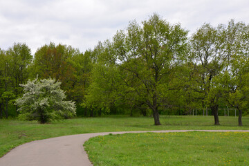 Obraz premium Pathway through Lush Green Park with Trees Under Cloudy Sky