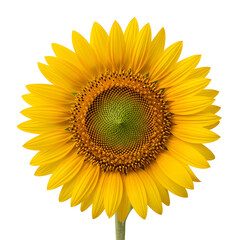 Vibrant sunflower bloom showcasing its intricate center and bright yellow petals, perfect for summer and nature themes.