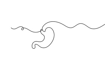 Human stomach organ one line drawing in minimalist medical outline vector illustration style
