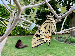 schmetterling auf dem Baum