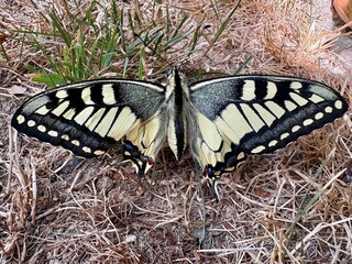 schmetterling nach dem schlüpfen auf dem Boden - Flügel gespannen