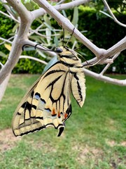 Schmetterling auf dem Blatt