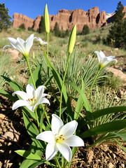 Utah state with sego lily flower