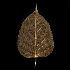 A single, delicate skeleton leaf made of shimmering liquid gold