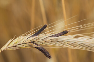 Mutterkornpilz Claviceps purpurea auf einer reifen Getreideähre