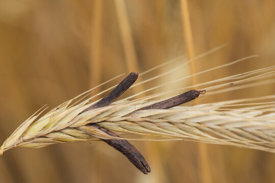 Mutterkornpilz Claviceps purpurea auf einer reifen Getreide&auml;hre