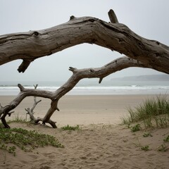 Weathered Driftwood Arch Frames Coastal Beach Scene