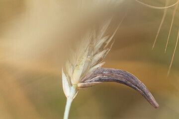 Mutterkornpilz Claviceps purpurea auf einer reifen Getreideähre