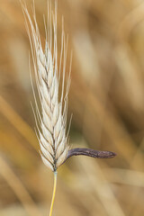 Mutterkornpilz Claviceps purpurea auf einer reifen Getreideähre
