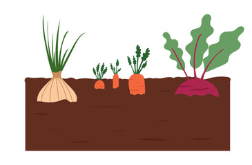 Vegetable bed. Root vegetables growing in garden. Carrot, beetroot, onion bulb. Educational vector illustration for kids.