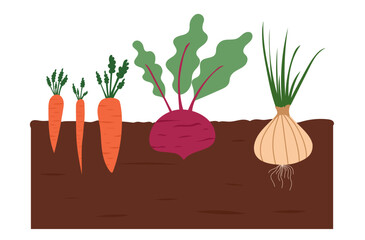 Vegetable bed. Root vegetables growing in garden. Carrot, beetroot, onion bulb. Educational vector illustration for kids.