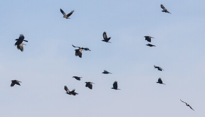 A flock of birds flying in the sky