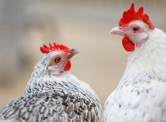 Two chickens are standing next to each other, one of which has a red beak