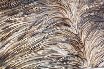 The feathers of a bird are shown in a close up