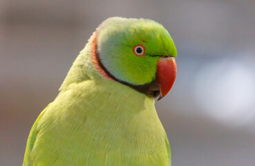 A green parrot with a red beak and red neck