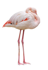 A white and pink flamingo is standing on its legs