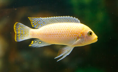 A fish is swimming in a tank