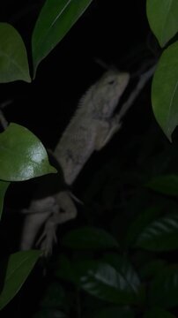 Indian Garden Lizard on tree branch, Resting in Natural Environment. Slow Motion