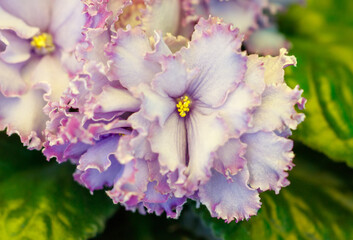 A flower with a yellow center and purple petals