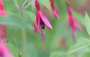 Fuchsia with pink flowers, fuchsia flowers surrounded by green leaves , green background, filigree petals, filigree pollen pistils, fuchsia