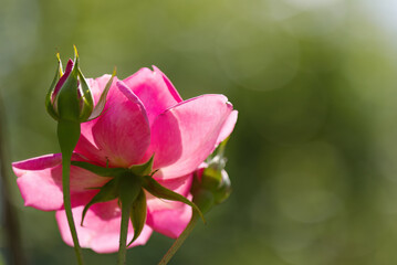 Close-up pink rose, close up rose petals, closed pink rose blossom, green background, bokeh, light balls, rosa flowers in sunshine, sunny day, romantic flower