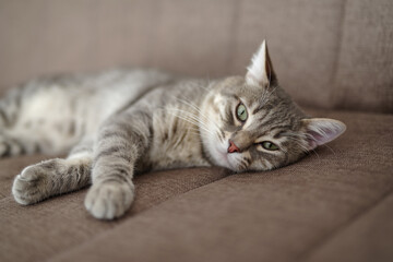 Close up of a Tabby cat napping on the couch
