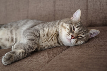 Close up of a Tabby cat napping on the couch