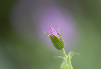 Close-up pink cranesbill bud, pink flower of the Geranium sanguineum opens slowly, pink petals of the cranesbill still closed, green background, spring flowers in still closed, bokeh