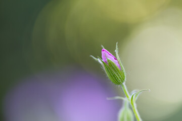 Close-up pink cranesbill bud, pink flower of the Geranium sanguineum opens slowly, pink petals of the cranesbill still closed, green background, spring flowers in still closed, bokeh