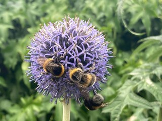 bee on thistle
Zwei Bienen auf einer Blume beziehungsweise Blüte vom Zierlauch,  Allium giganteum 