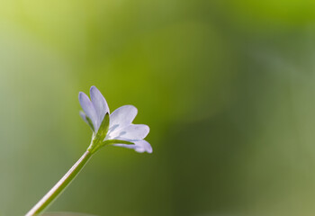 close-up of filigree bright purple flower, tiny little flower of Epilobium montanum, beautiful bokeh, sun shines on a small purple flower, Broad-leaved Willowherb, close-up of Broad-leaved Willowherb