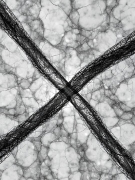 Contracted myofibril: the thin (actin) and thick (myosin) myofilaments overlap.
