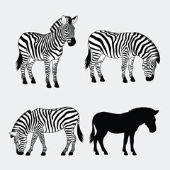 Obraz premium Four zebra illustrations with varied poses and styles