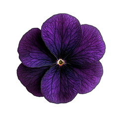 Single Dark Purple Flower on Black Background