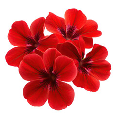 Red Flowers Bouquet, Close up Macro Shot