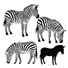 Three striped zebras and one black silhouette animal