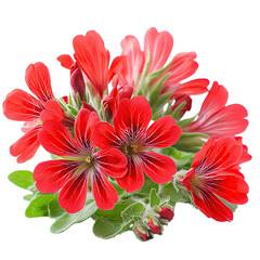 Vibrant Red Flowers Bouquet