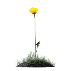 Single Yellow Flower on Black Background