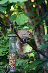 Grey squirrel hanging upside down on a bird feeder, stealing peanuts in a green garden in Wales. Humorous and sharp wildlife photo full of character.