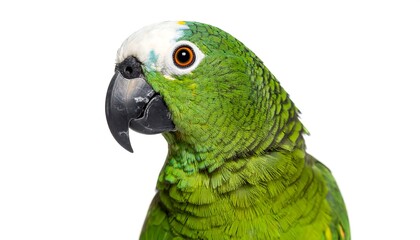 Obraz premium Close-up profile of a vibrant green parrot (1)