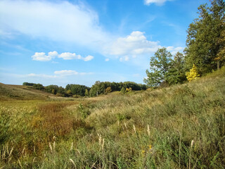 Fototapeta premium Early autumn on the edge of the forest on a sunny day.