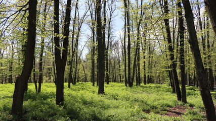 forest trees. nature green wood sunlight backgrounds. spring forest trees.
