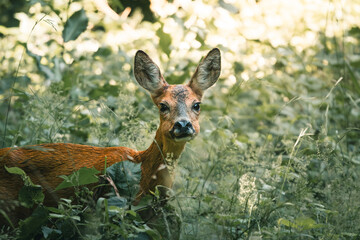 Jeune chevreuil en forêt au regard curieux