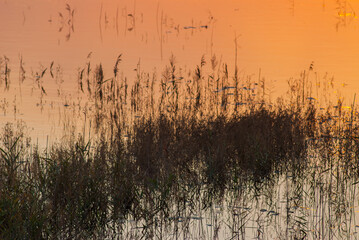 Obraz premium Dry reeds on the riverbank at sunset.