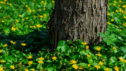 Obraz premium The trunk of an old tree against green leaves and yellow flowers in a spring garden.